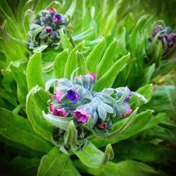 Close-up of flowers blooming outdoors