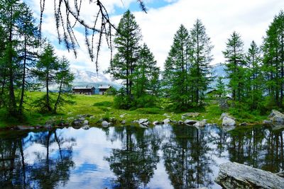 Scenic view of lake in forest