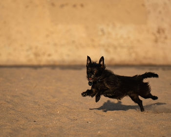 Black dog running