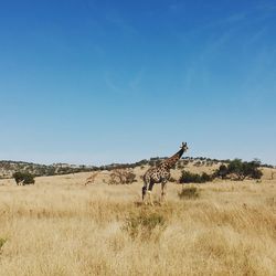 Zebra standing on field against blue sky