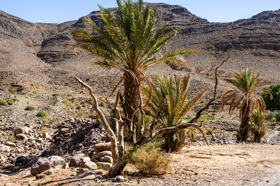 desert