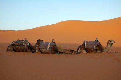 Camels in desert against clear sky