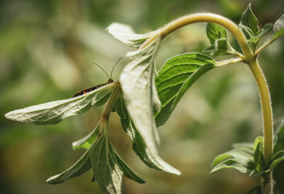 Close-up of green plant