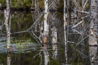 Close-up of tree trunk in forest