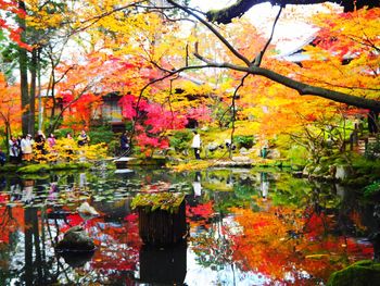 Reflection of tree in lake