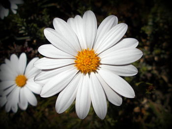Close-up of white daisy flower