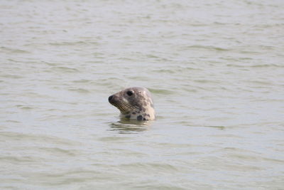 Duck swimming in sea