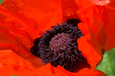 Close-up of red flower