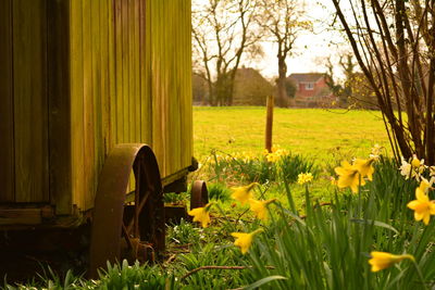 View of yellow flowering plants on field