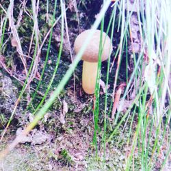 Close-up of mushroom