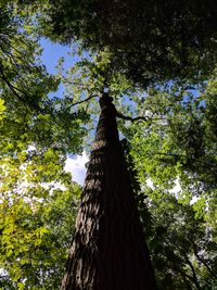 Low angle view of trees in forest against sky