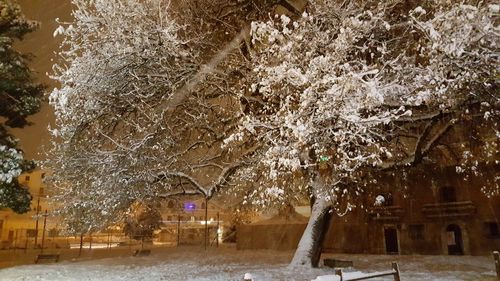 Snow covered trees in illuminated park during winter