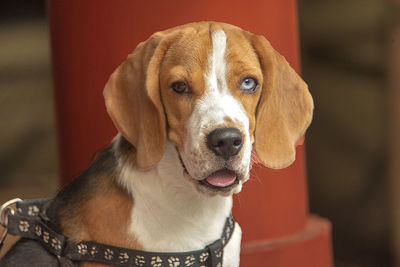 Close-up portrait of dog looking at camera