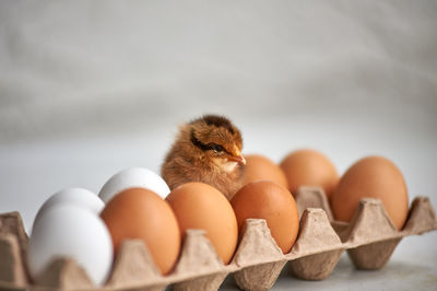 Close-up of young bird in eggs