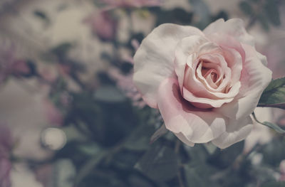 Close-up of pink rose