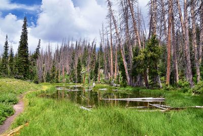 Alpine pond trail at cedar breaks national monument brian head cedar city, utah. 