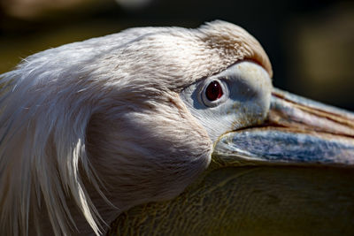 Close-up of a bird looking away