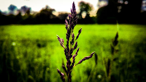 Close-up of plant on field