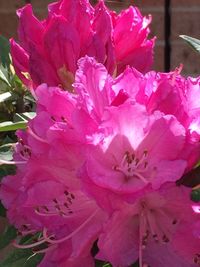 Close-up of pink flowering plant