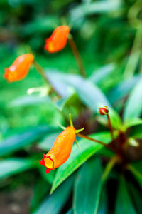 Close-up of orange flower on plant