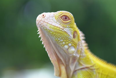 Close-up of lizard