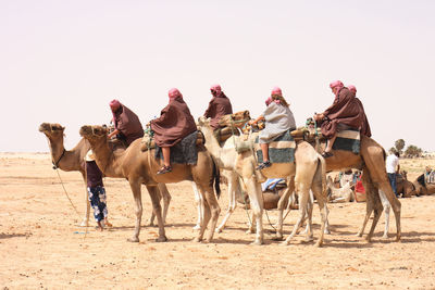 Group of horses on desert