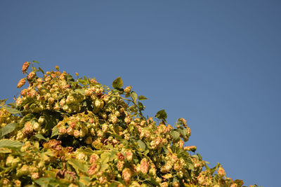 Low angle view of plant against clear blue sky