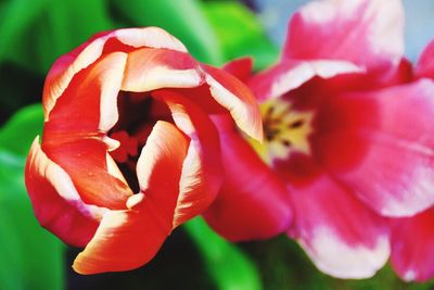 Close-up of red flowers blooming outdoors