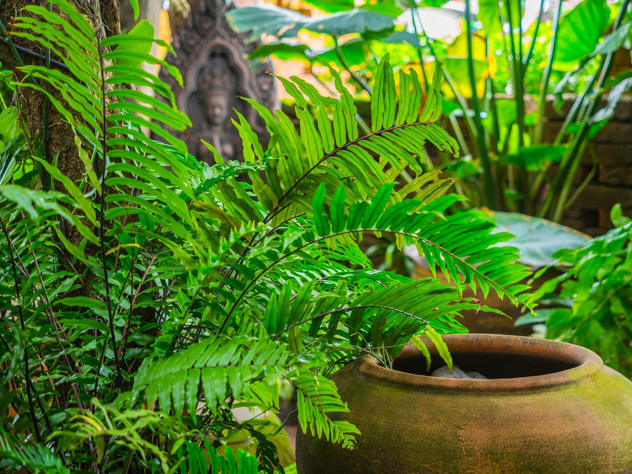 CLOSE-UP OF POTTED PLANTS