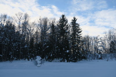 Trees on snow covered field against sky