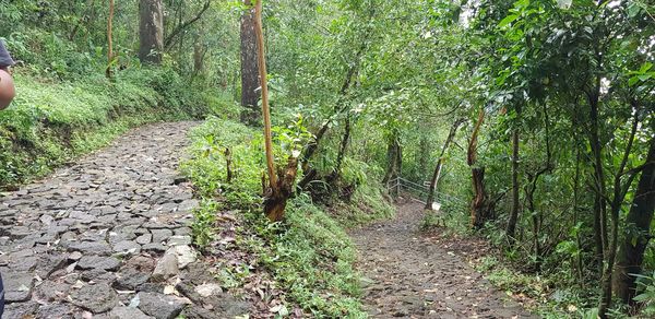 Walkway amidst trees in forest