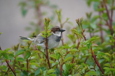 Close-up of bird perching on a plant