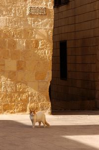 Cat standing against brick wall
