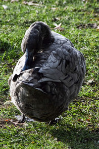 Close-up of bird perching on field