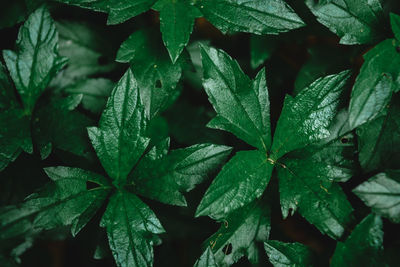 Full frame shot of wet leaves