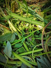 High angle view of snake on field