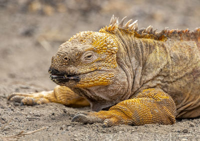 Close-up of a turtle on land