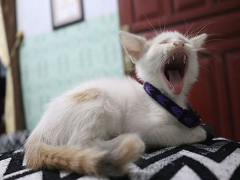 Close-up of a cat yawning