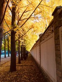 Street amidst trees against sky during autumn