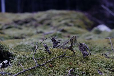 Close-up of lizard on grass