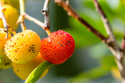 Close-up of fruits on tree