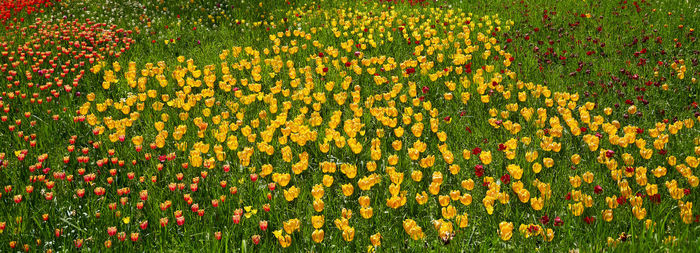 High angle view of yellow tulips on field