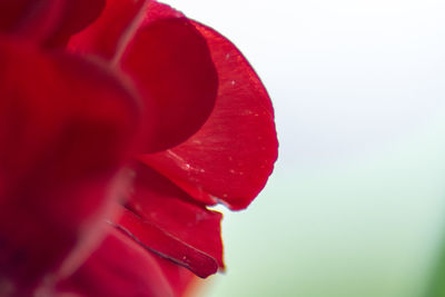 Close-up of red rose flower