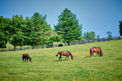 Horses grazing on field