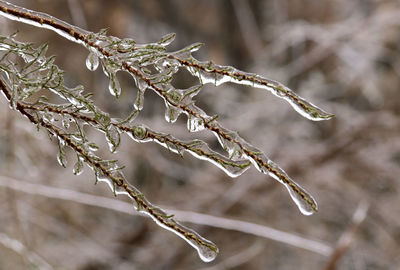 Close-up of frozen plant