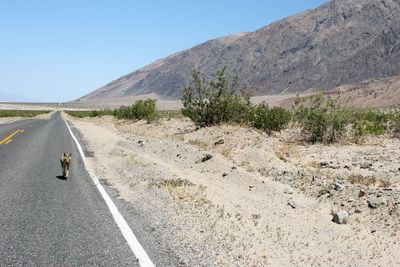 Coyote walking on road