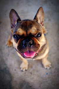 Close-up portrait of dog