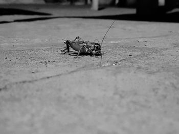 Close-up of insect