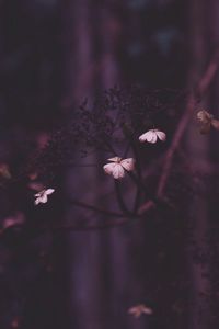 Close-up of pink flowers