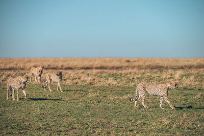 View of cheetah on field